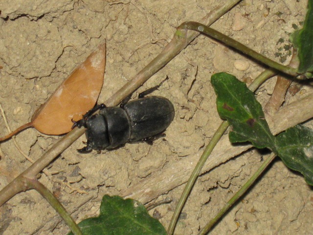 Scarabeo: Dorcus parallelepipedus